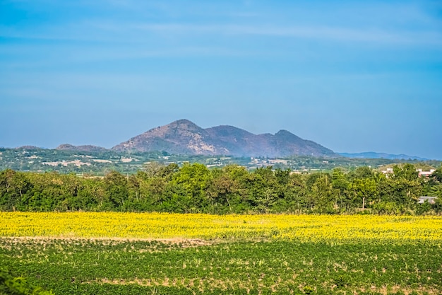 Campo de flores amarillas con la montaña.