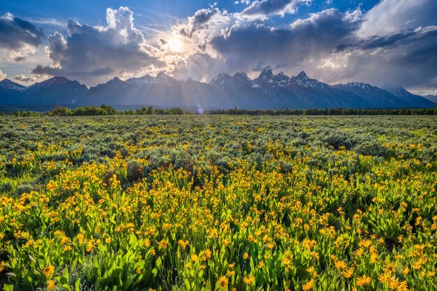 Un campo de flores amarillas con montañas al fondo