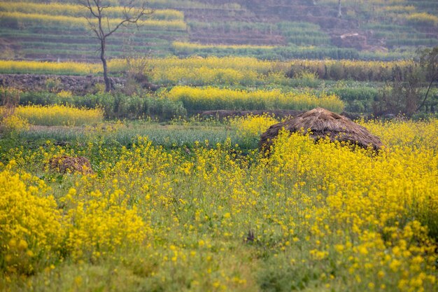 Un campo de flores amarillas con un montón de heno en medio.