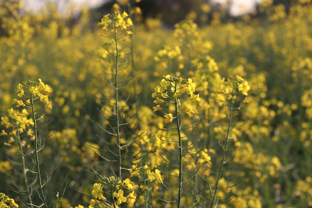 Un campo de flores amarillas con la palabra canola