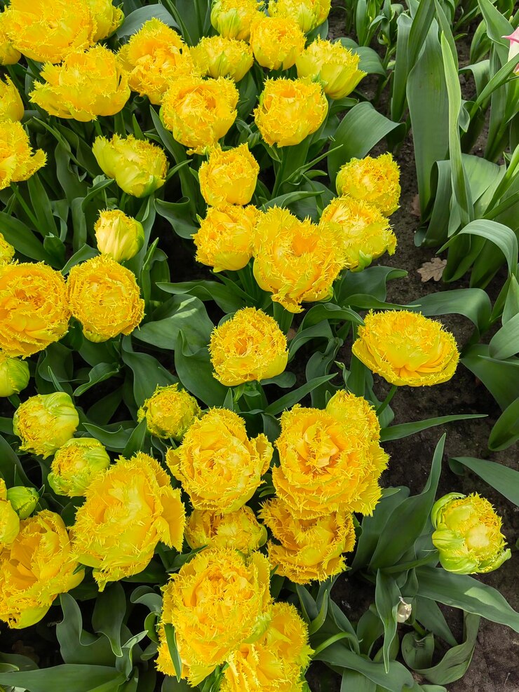 un campo de flores amarillas con la palabra en él