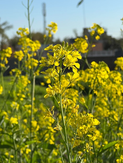 Un campo de flores amarillas con la palabra mostaza