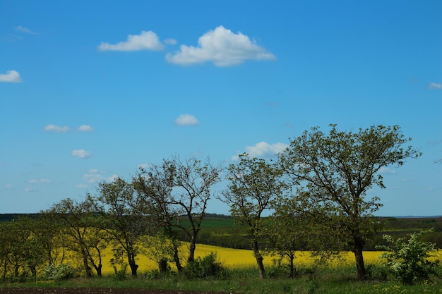 un campo de flores amarillas con unas pocas nubes en el cielo