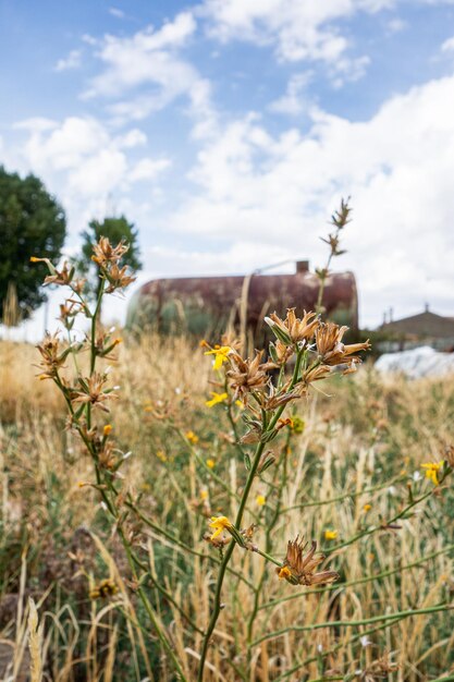 Campo de flores amarillas con un tanque de remolque oxidado en el fondo