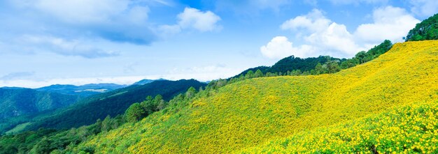 Campo de flores amarillas