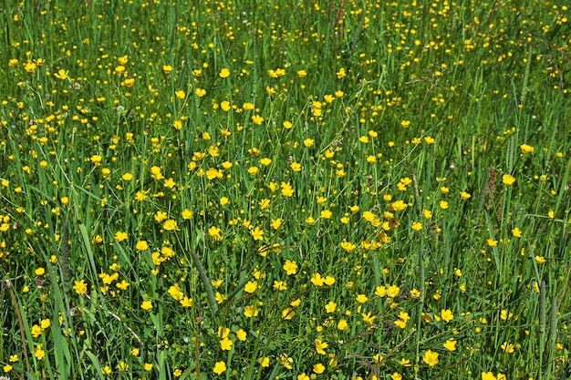 Campo de flores amarillas