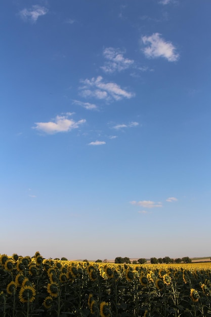 un campo de flores amarillas