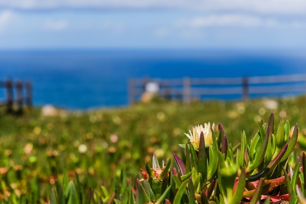 Campo de flores amarillo del higo de Hottentot con Océano Atlántico borroso en el fondo.