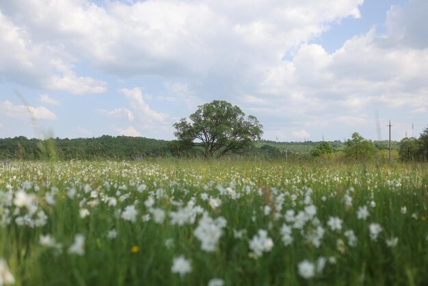 Un campo de flores con un árbol al fondo.