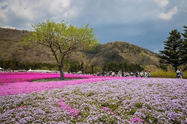 Un campo de flores con un árbol en primer plano y una montaña al fondo