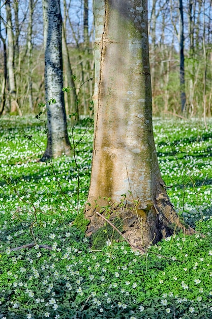 Campo de flores con árboles en un bosque Hermoso paisaje de muchas flores de anémona de madera que florecen o crecen cerca de un tronco de abedul en un prado de primavera Bonita planta con flores blancas o flores silvestres en la naturaleza