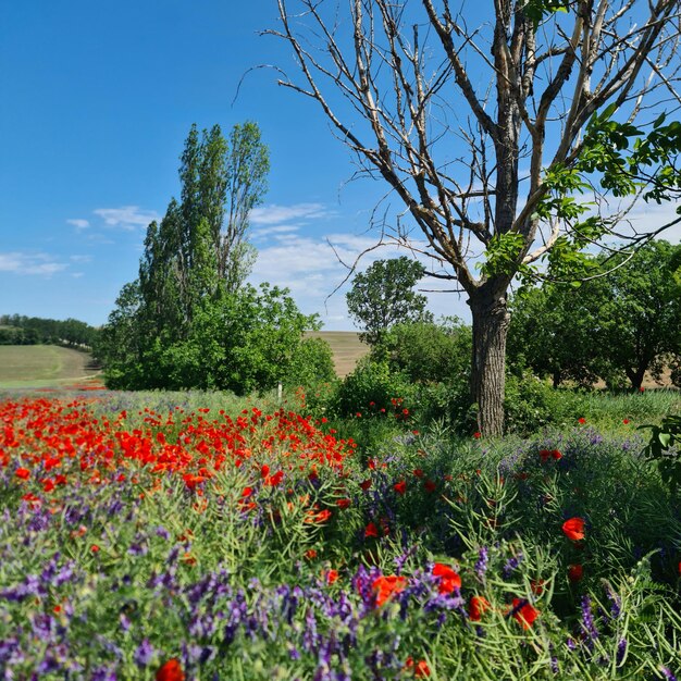 Foto un campo de flores y árboles.