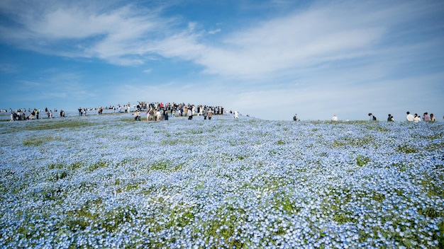 Un campo de flores azules con un cielo azul de fondo