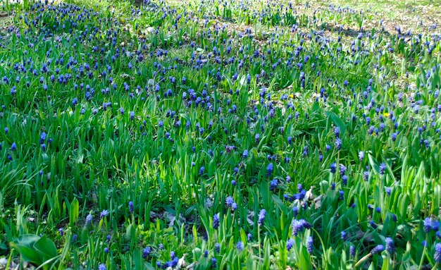 Un campo de flores azules en primavera