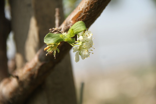 campo de flores blancas bajo la luz del día de la temporada de verano