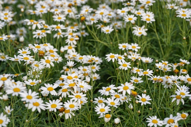 Foto campo de flores blancas