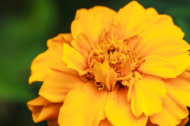 Foto campo de flores de caléndula