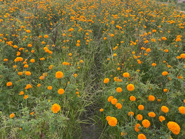 Un campo de flores con un camino que dice 'marigold'