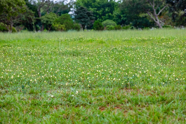 Un campo de flores con un campo verde al fondo.