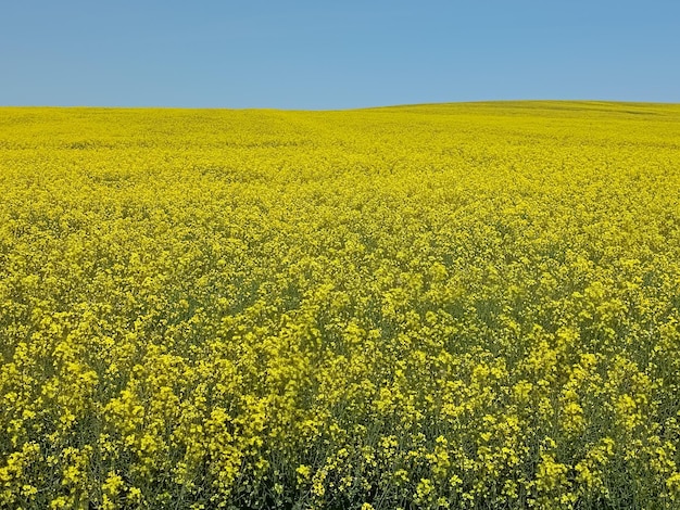 Un campo de flores de canola amarillas con un cielo azul de fondo.