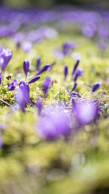 Un campo de flores de color púrpura en los Alpes