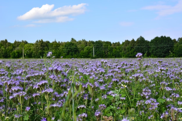 Un campo de flores de color púrpura con un cielo azul en el fondo aislado, primer plano
