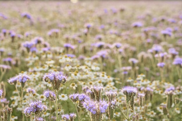 Un campo con flores de color púrpura como fondo natural