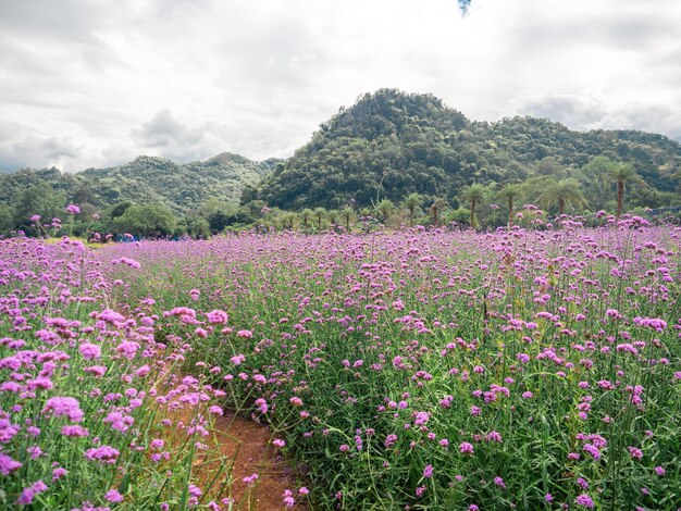 Campo de flores color rosa con paisaje de vista a la montaña.