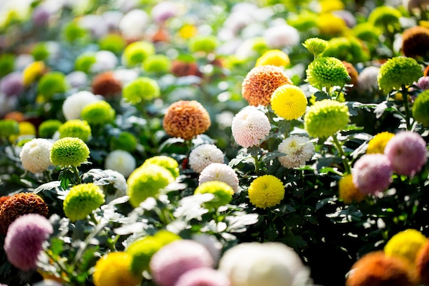 campo de flores de colores