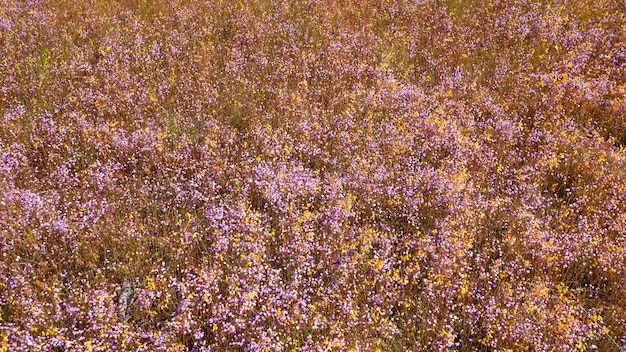 Campo de flores coloridas que son hermosas en un día soleado