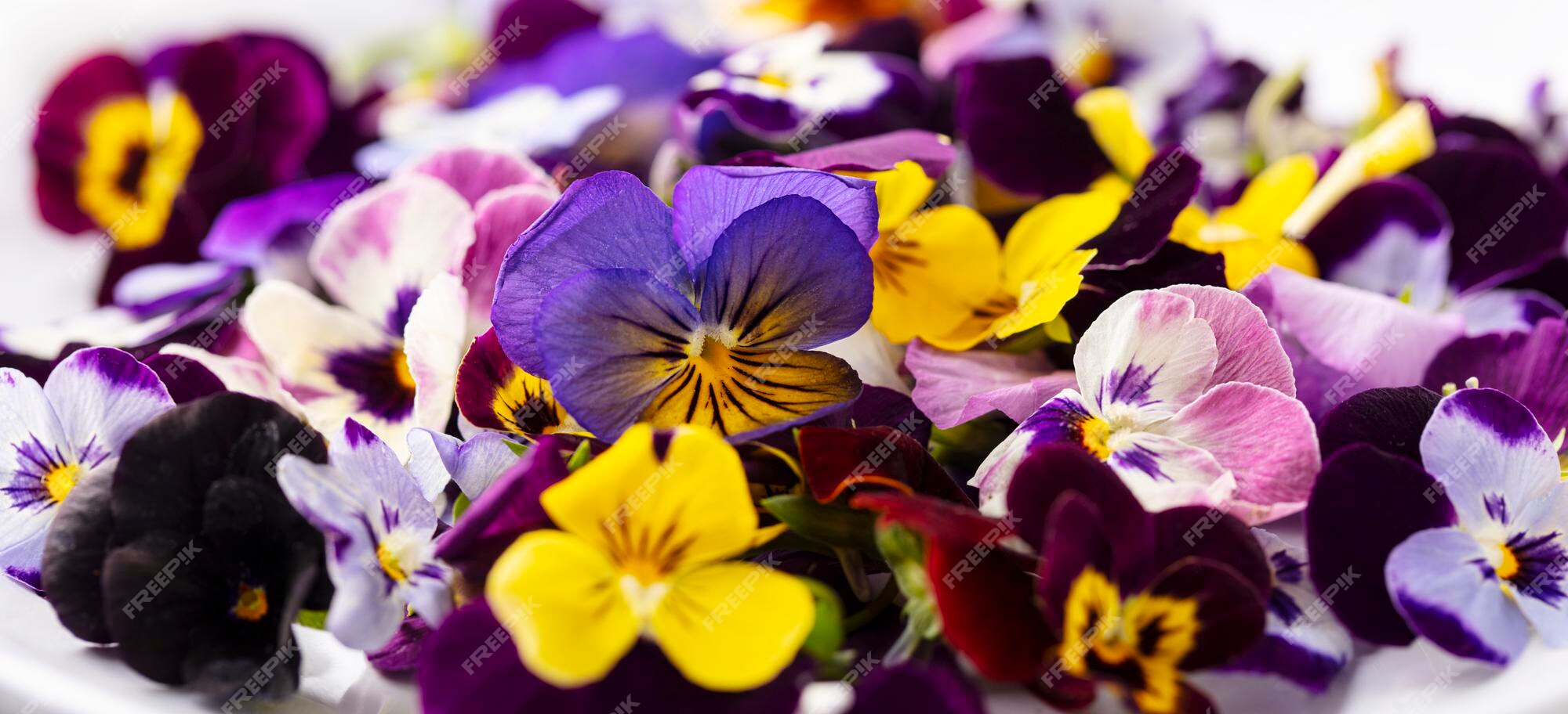 Campo de flores comestibles pensamientos violetas sobre placa blanca fondo  gris cerrar | Foto Premium