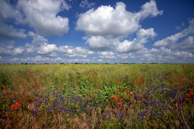 Campo de flores, contra un cielo azul con nubes blancas