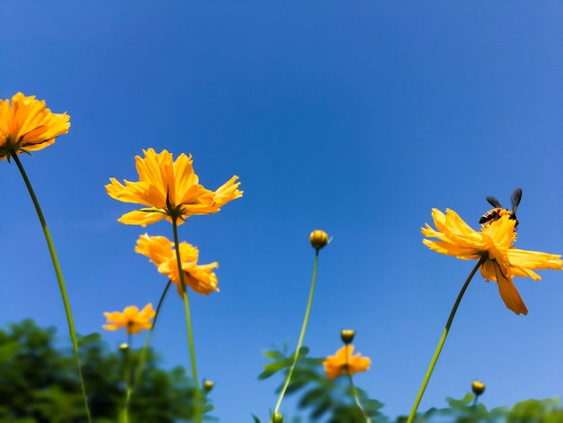 Campo de flores de cosmos con cielo azul, campo de flores de cosmos florece temporada de flores de primavera