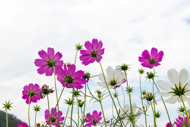 Campo de flores de cosmos con fondo de cielo, campo de flores de cosmos floreciente temporada de flores de primavera