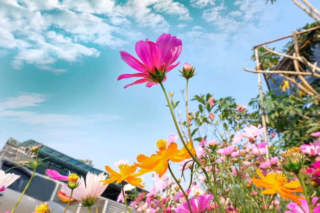 Campo de flores del cosmos en el fondo de la naturaleza de la puerta