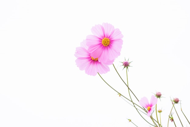 Foto campo de flores de cosmos rosa hermoso enfoque selectivo suave con espacio de copia