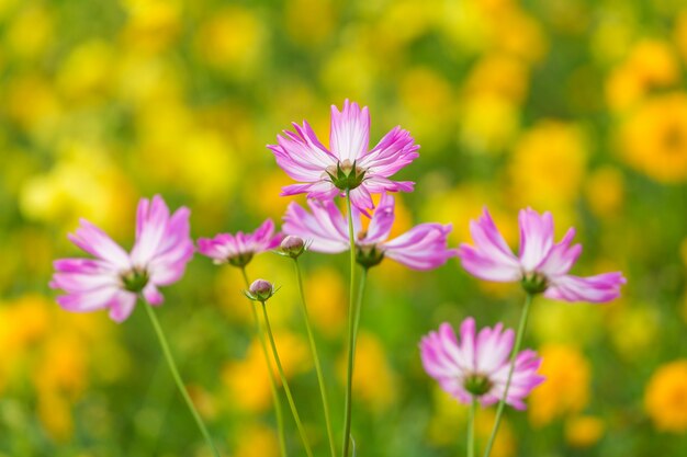 Campo de flores cosmos