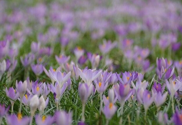 El campo de flores de crocus púrpura claro a principios de la primavera