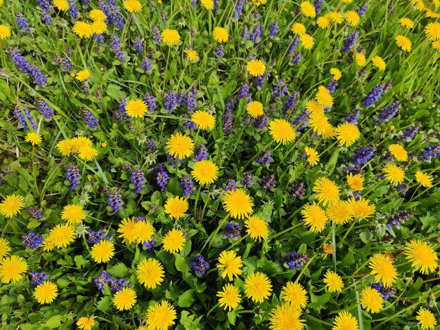 Un campo de flores de dientes de león.