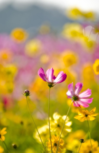 Un campo de flores con una flor morada en el medio.