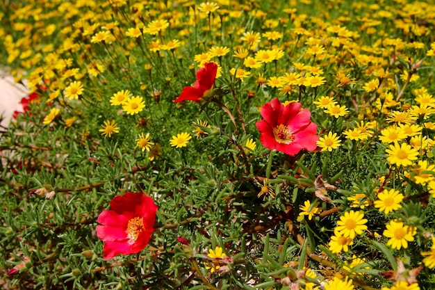 Un campo de flores con una flor roja en el centro.