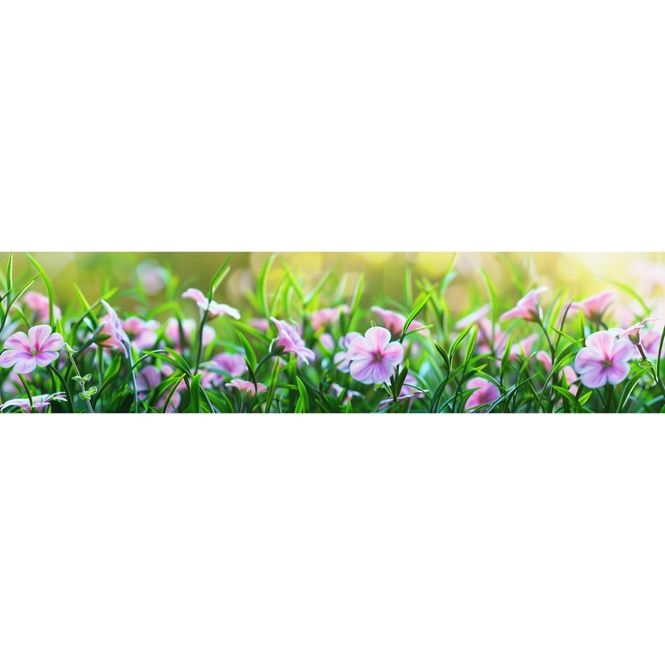 un campo de flores con fondo blanco con fondo blanco