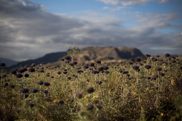 Campo de flores con un fondo de montaña y nubes