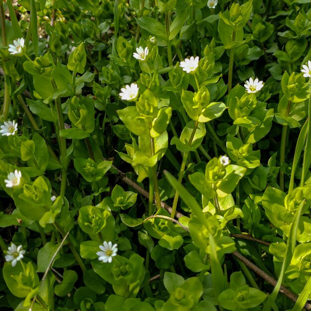 Campo de flores de fondo con textura verde natural