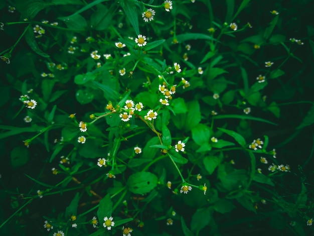 Un campo de flores con un fondo verde.