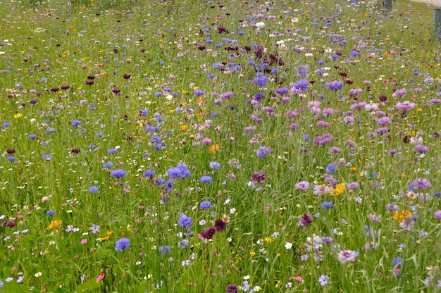 Campo de flores en Francia