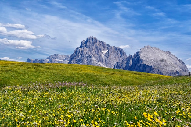 Foto un campo de flores frente a una montaña.