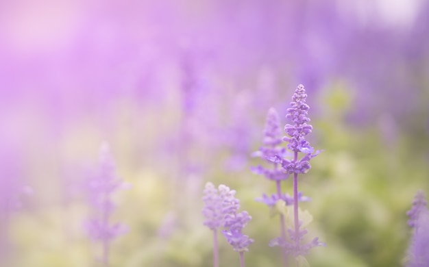 Campo de flores frescas de violeta salvia en el jardín