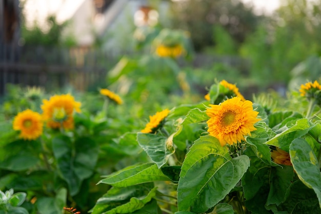 Campo de flores de girasoles en los rayos del sol