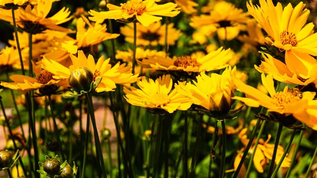 Foto un campo de flores grandes